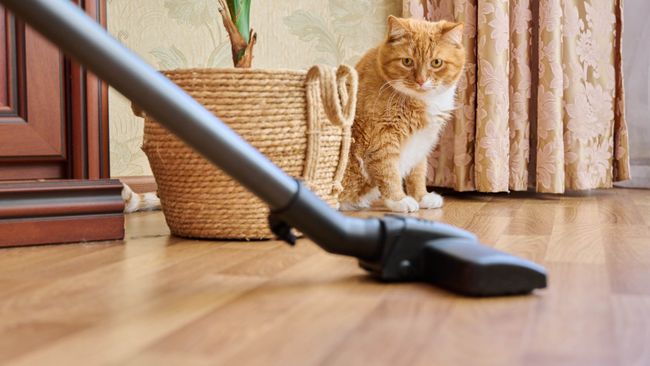 7 Ways To Remove Pet Odor From Your Home | Tom's Guide