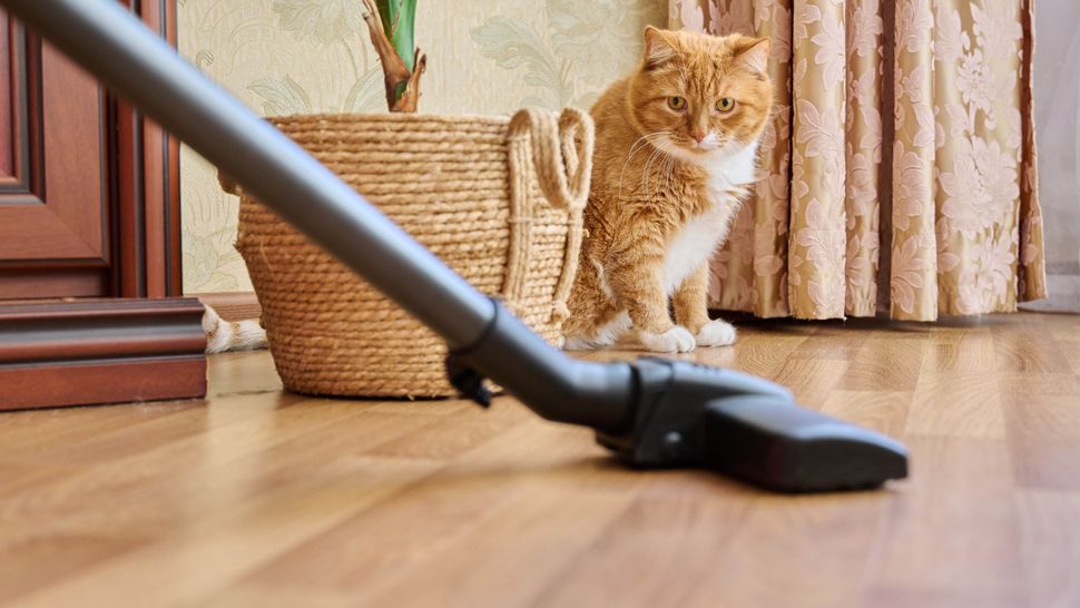 7-ways-to-remove-pet-odor-from-your-home-breaking-news-in-usa-today