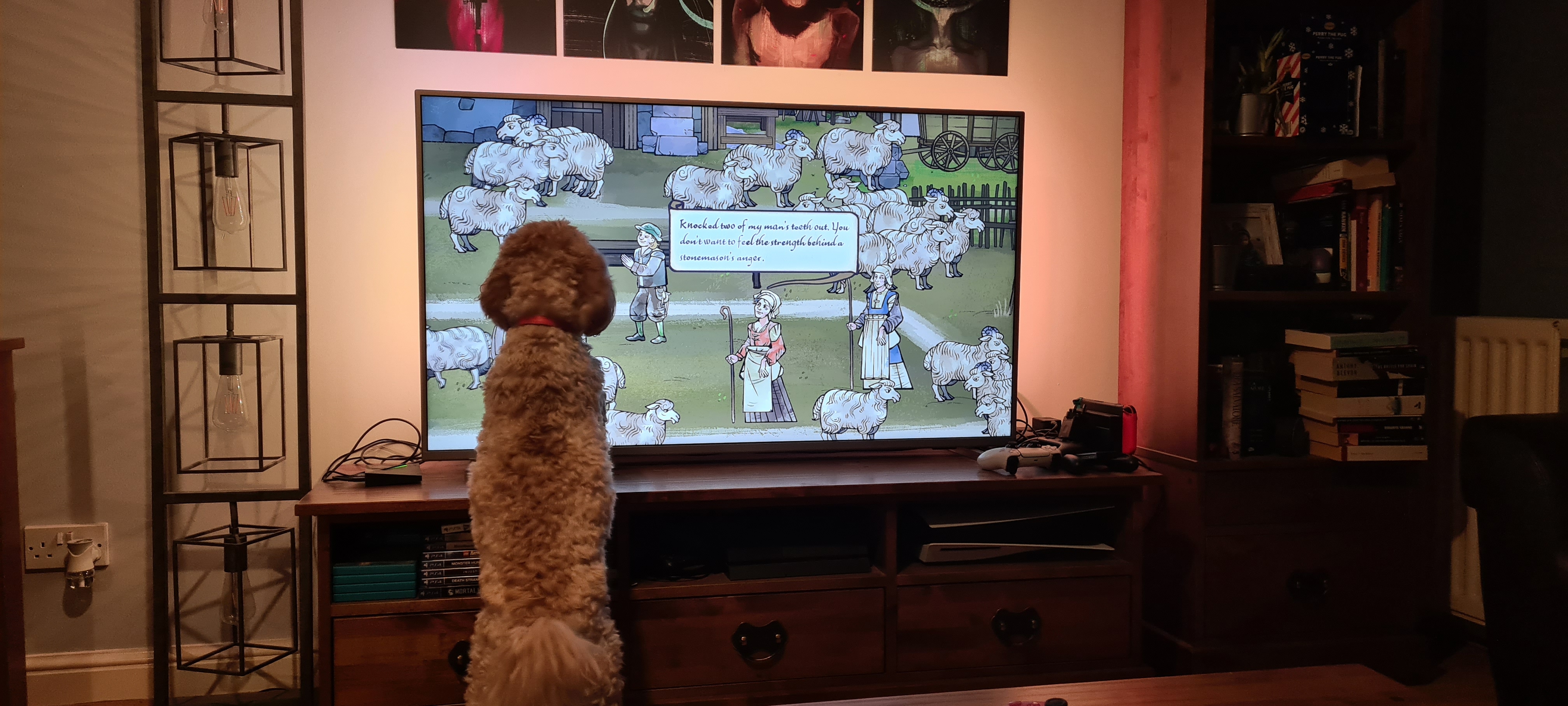 Un cockapoo regardant une télé