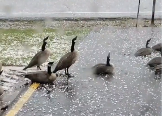 A group of geese stare up into the sky during a hailstorm in this screenshot from a video posted to Twitter.