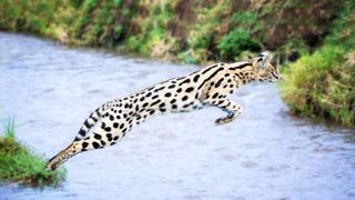 Best exotic pets - Serval Cats