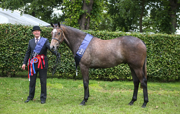 SUPERIOR CHOICE Champion Hunter In-Hand &amp;amp; Cuddy Champion THE ROYAL HIGHLAND SHOW 2017 Grossick The Steadings Rockhallhead Collin DG1 4JW 07710461723