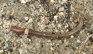 An invasive jumping worm spotted in Wisconsin.