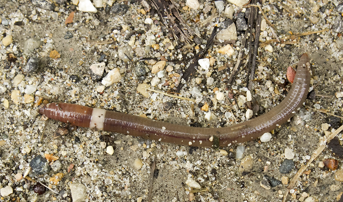 Crazy worms' have invaded the forests of 15 states, and scientists are  worried