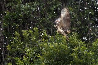 A great black hawk flying near the Roosevelt River during an expedition to the Amazon.