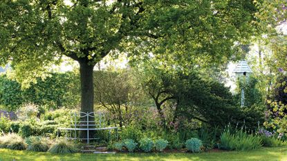 Best trees for shade - bench seat