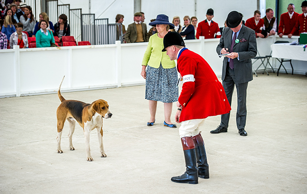 The Percy’s Old English hounds had a successful day on the flags