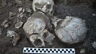 The four skulls that archaeologists found buried in a pit.