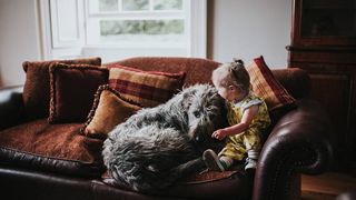 irish wolfhound