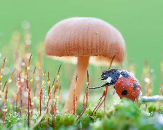 Close-up of ladybird and mushroom