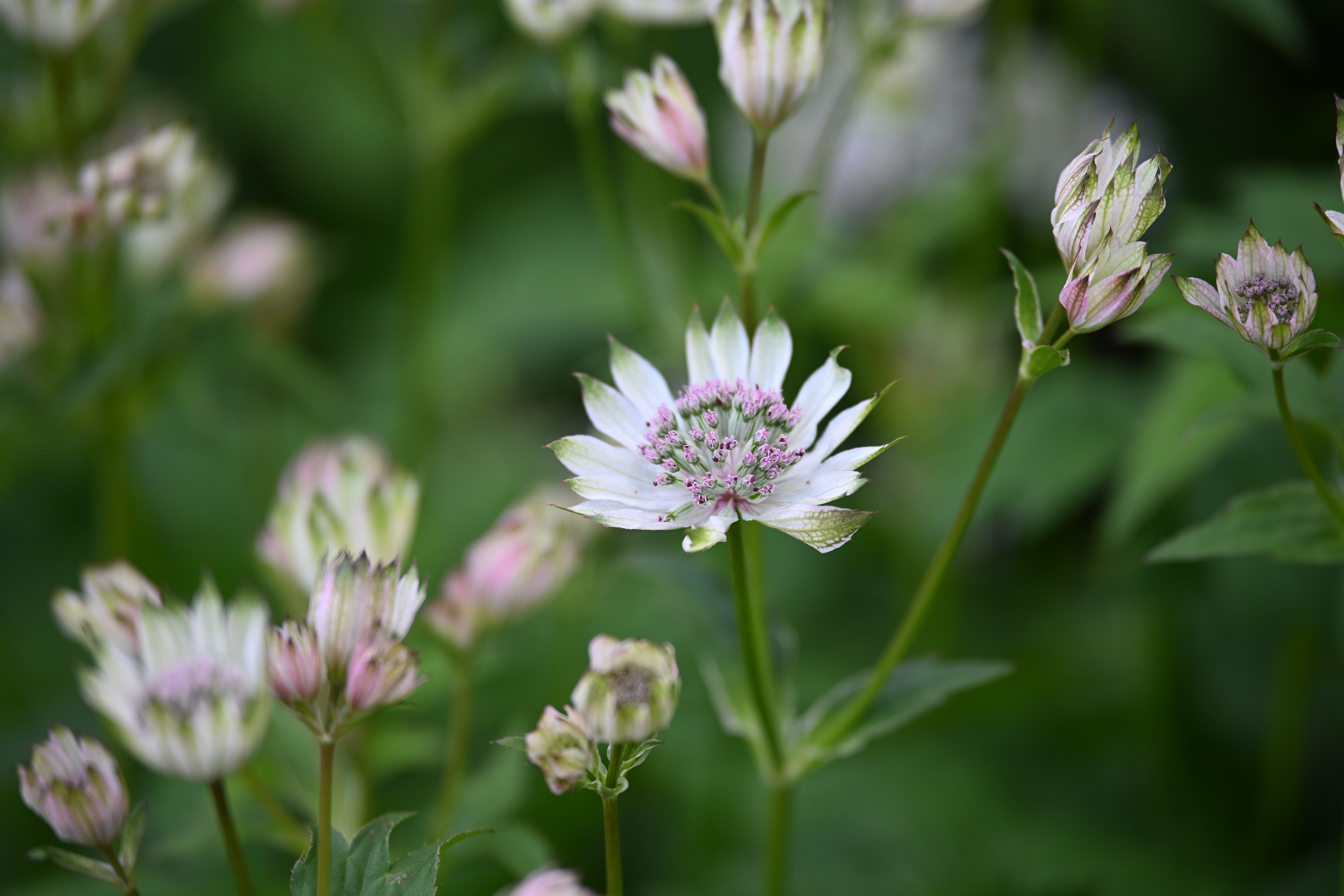 Viltrox AF 90mm f/2.2 Evo sample image