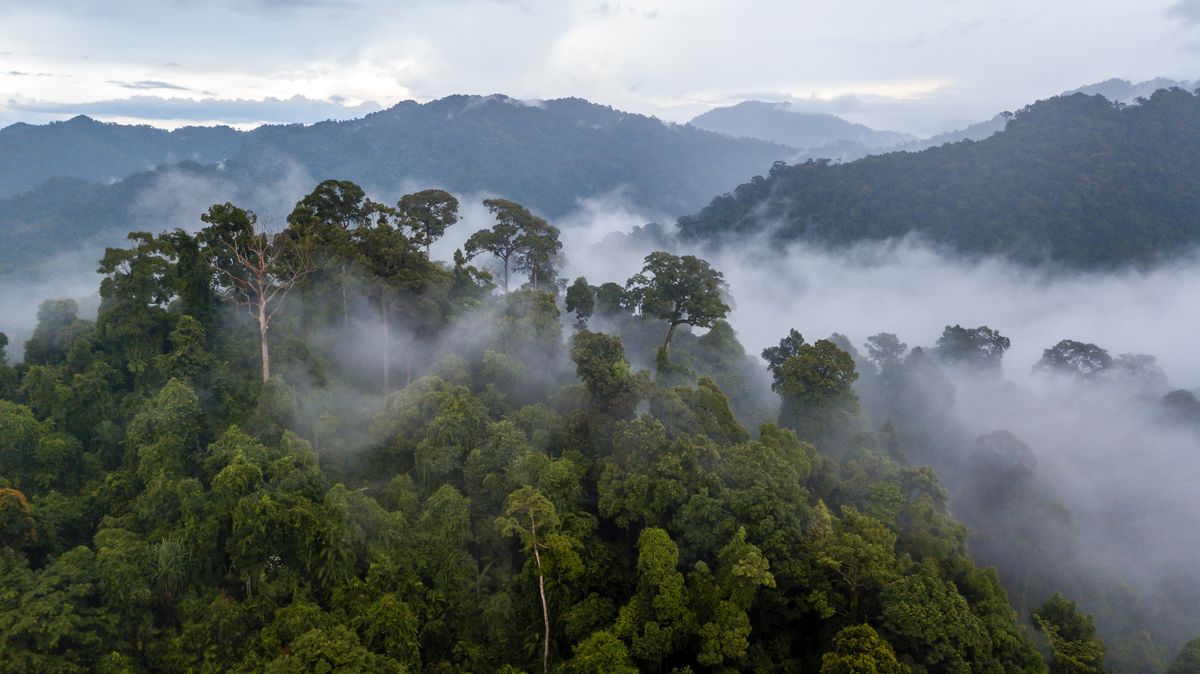 Fog rising from the Amazon rainforest