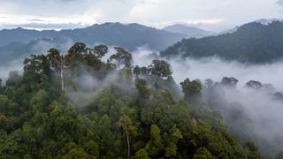 Fog rising from the Amazon rainforest