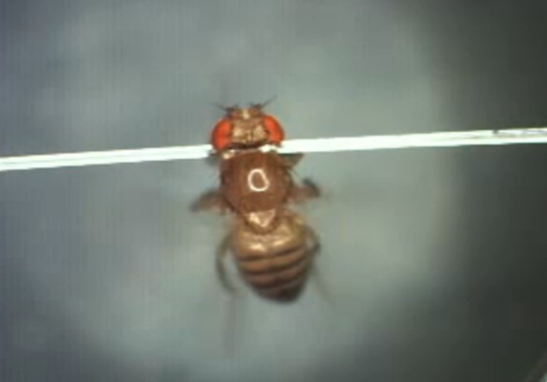 Using lasers, scientists can now surgically blast holes thinner than a human hair in the heads of live fruit flies, allowing researchers to see how the flies' brains work.