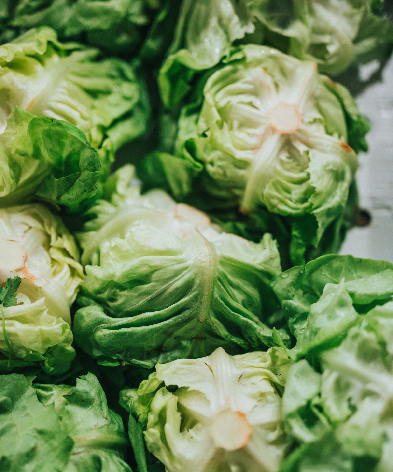 The pros and cons of growing romaine lettuce from scraps Gardeningetc