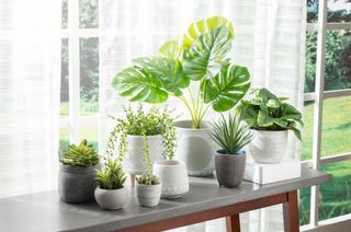 A group of bright and beautiful houseplants