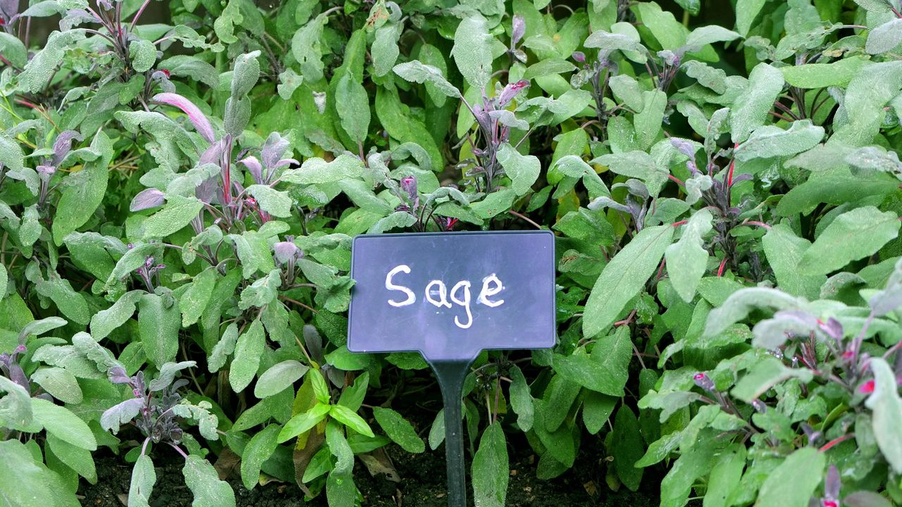 Sage herb (Salvia Officinalis) shrub in a vegetable garden.