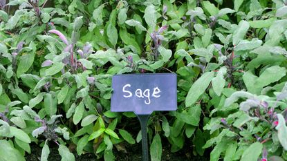 Sage herb (Salvia Officinalis) shrub in a vegetable garden.