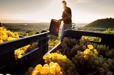 White grape harvest in Etna, a region that may gain DOCG status.
