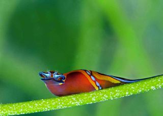 A headshield sea slug in St. Thomas of the U.S. Virgin Islands.