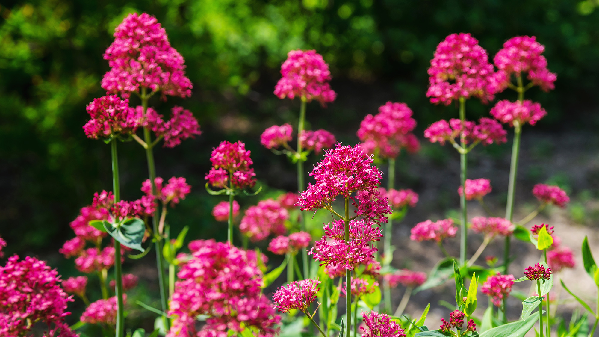 Red valerian plant
