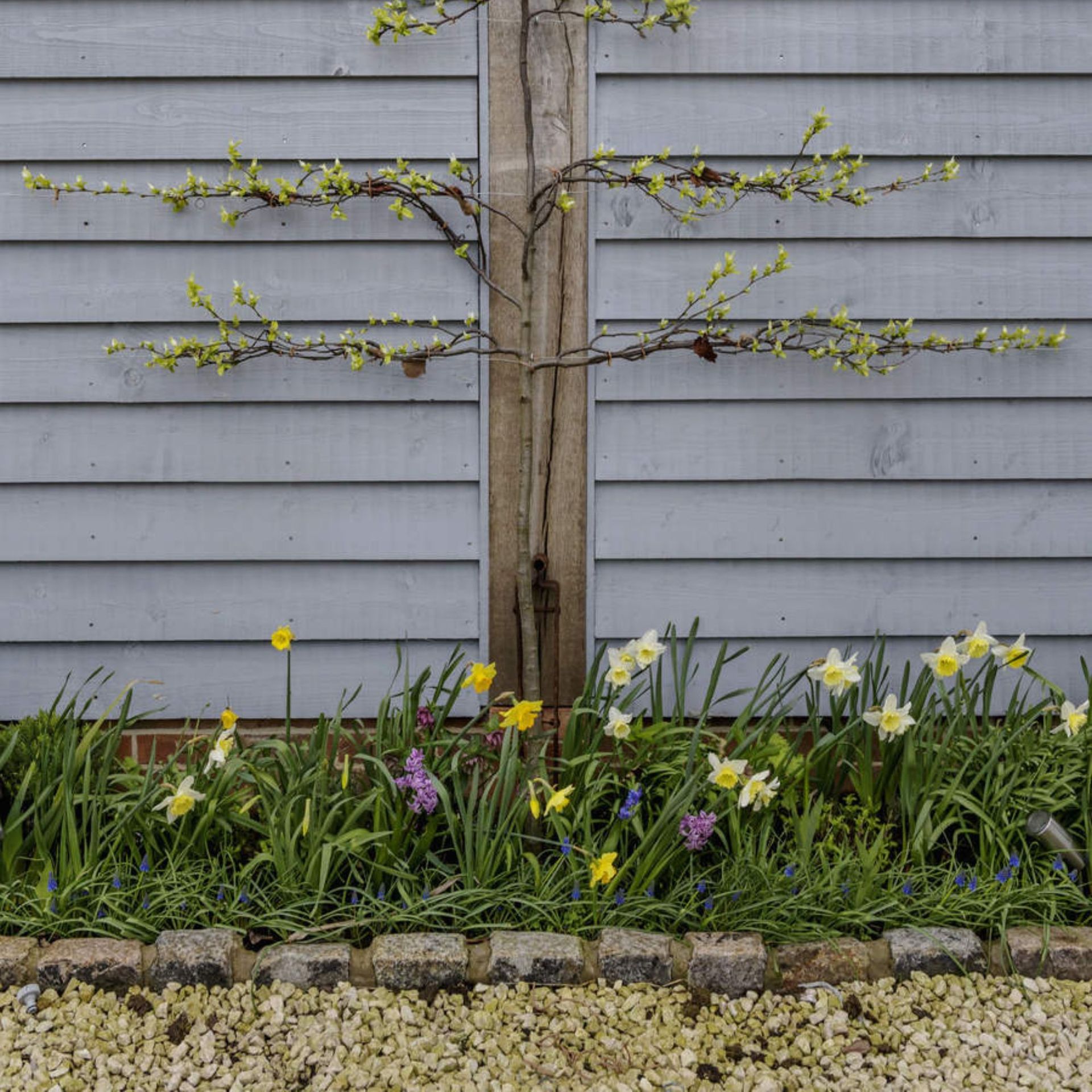 When to plant daffodil bulbs Monty Don's easy guide Ideal Home