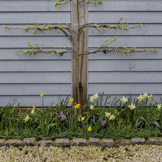 Tree espaliered against a grey wood clad wall with flowerbed of daffodils and gravel below.