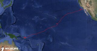 A tracked journey of a sea turtle through the Pacific ocean, from the Solomon Islands to just off the coast of Baja California in Mexico.