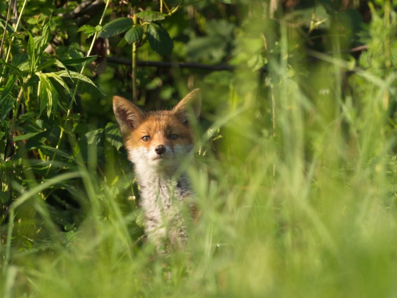 Fox In The Garden