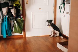 dog calmly waiting at door