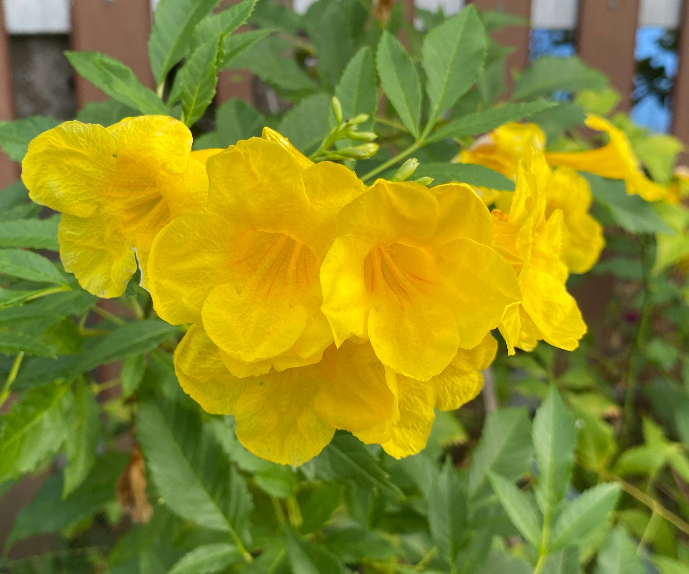yellow flowers of the Yellow Bells shrub (Tecoma stans)