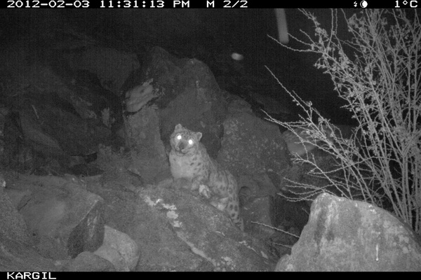 Endangered snow leopard in Kargil region of Kashmir.