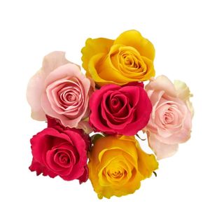 Six red, pink, and yellow rose heads