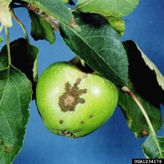 Scab Fungus Growing on Green Apple