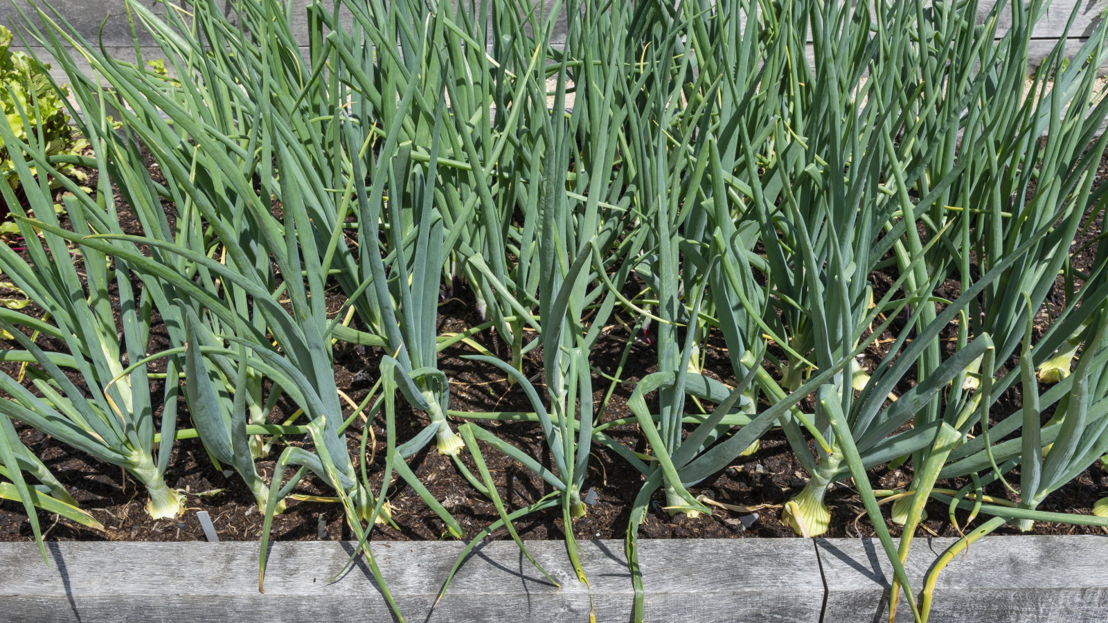 Onion plants growing in a raised bed in a vegetable garden