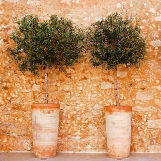 olive tree in terracotta pot