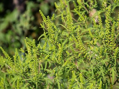 Ragweed Plants