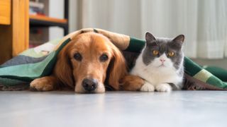 Golden retriever and British Shorthair cat lying together under blanket