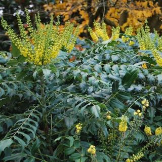 Mahonia Winter Sun - 3 Gallon Pot