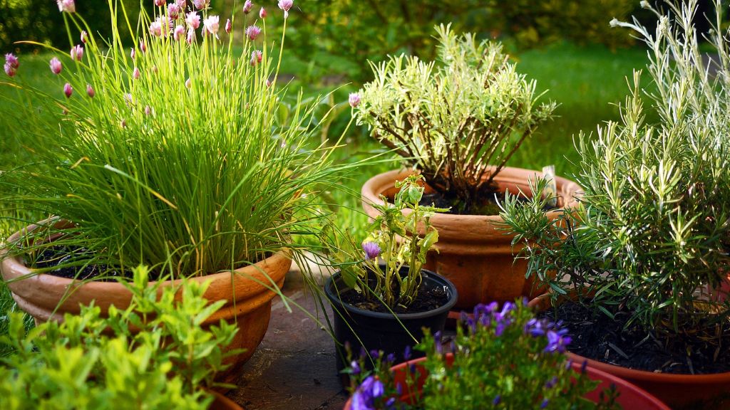 herbs in containers