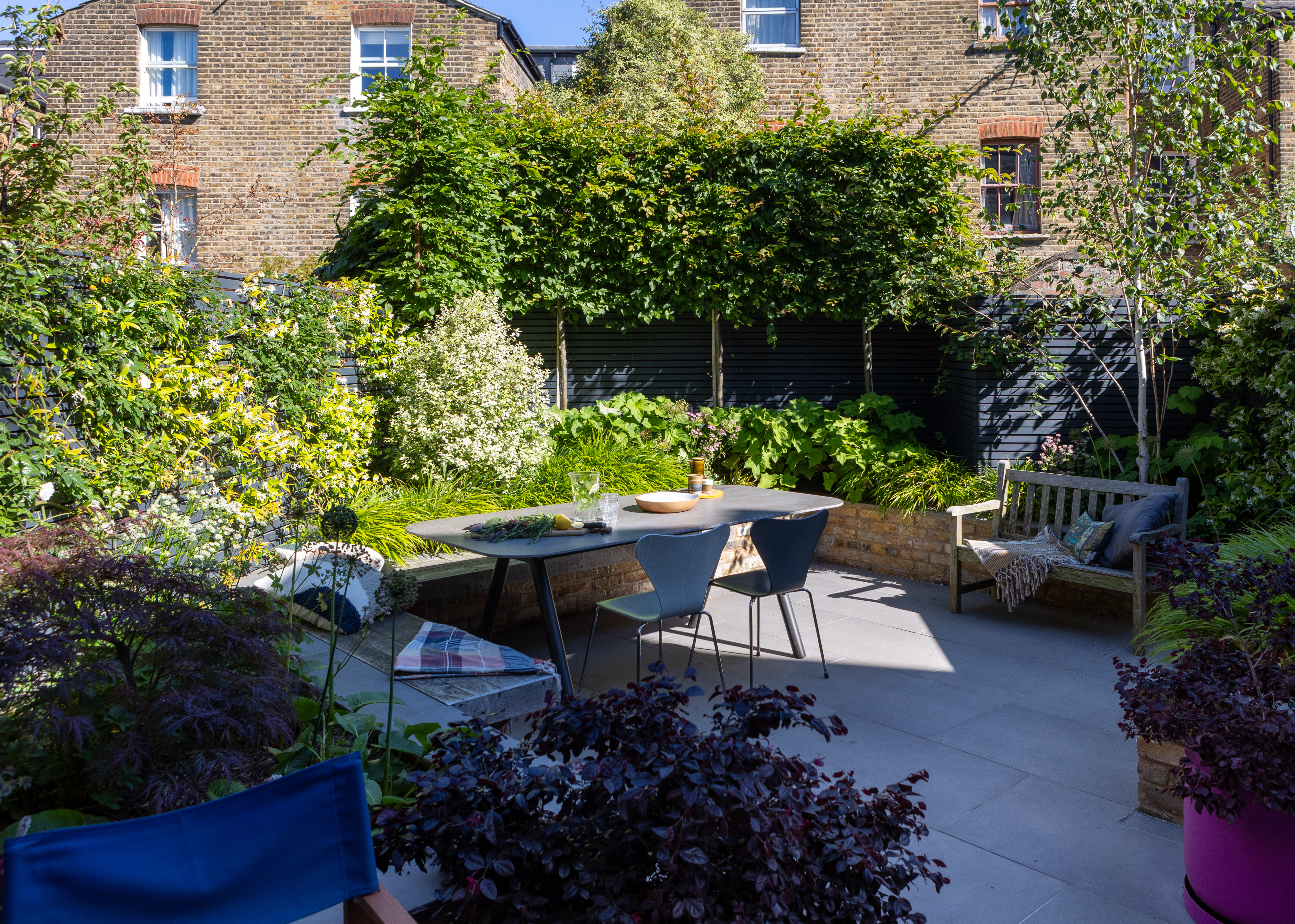climbing plants and pleached trees against a dark fence