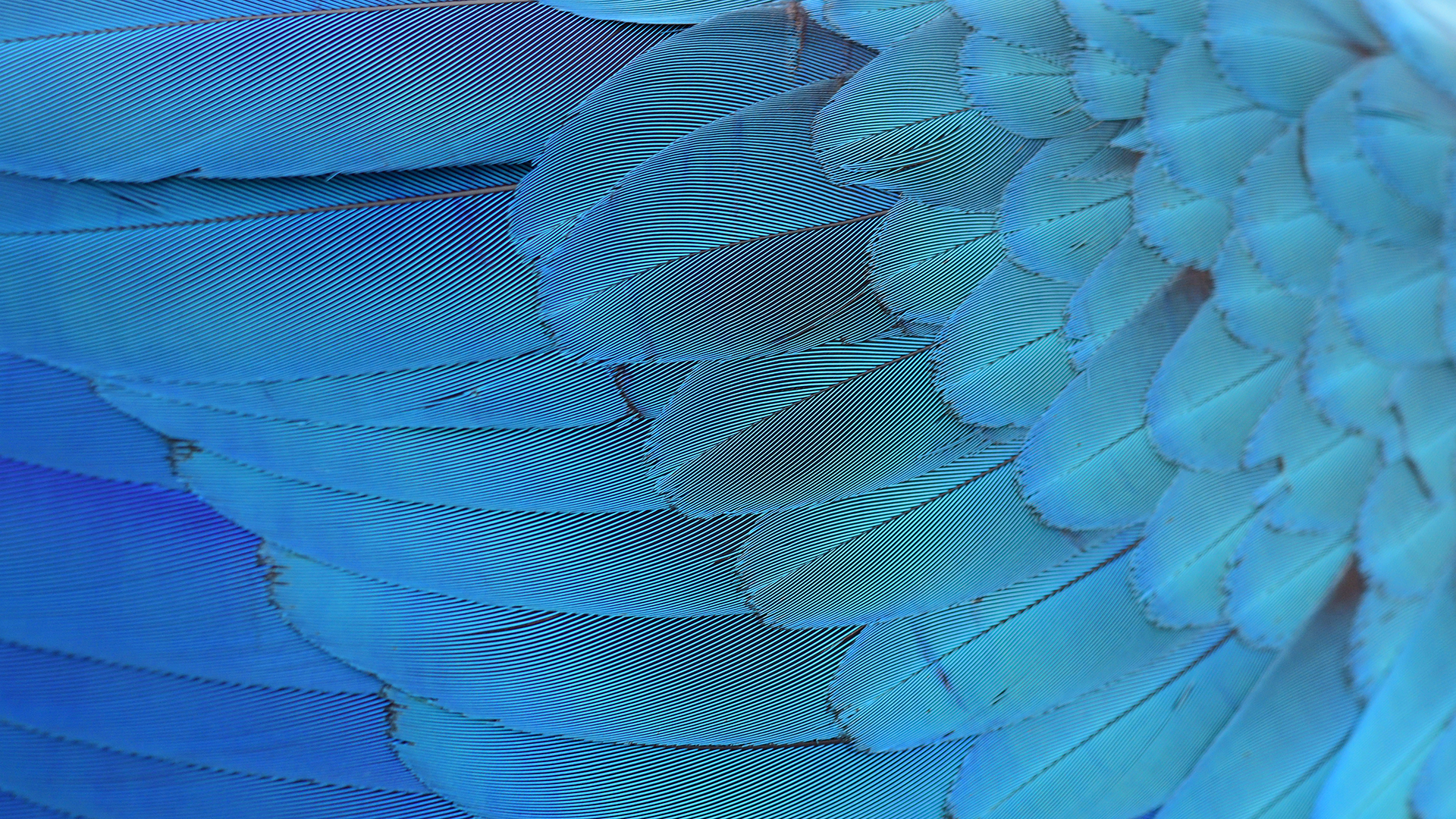 Birds' brilliant blue plumage, such as that of Spix's macaws (Cyanopsitta spixii), gets its color not from pigments but from structures in feathers that scatter light.