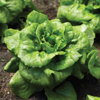 Lettuce, Buttercrunch