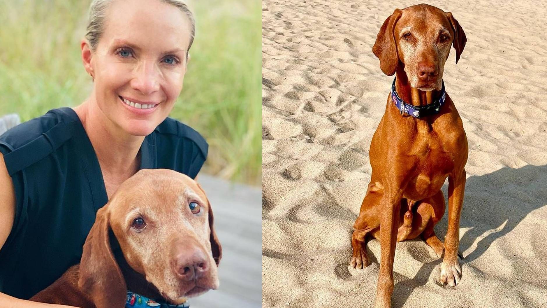 Dana Perino's dog Jasper has sadly passed away PetsRadar