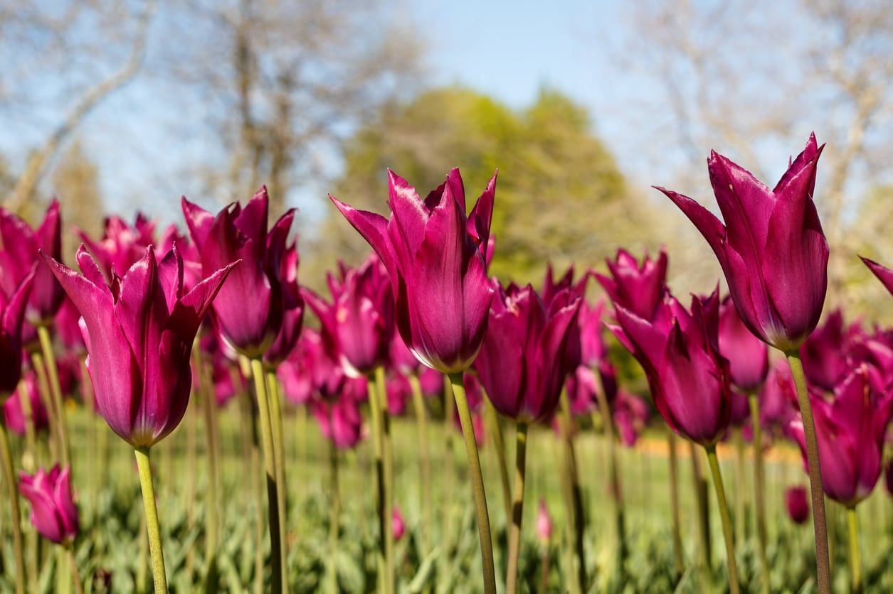 Lily Flowered Tulips