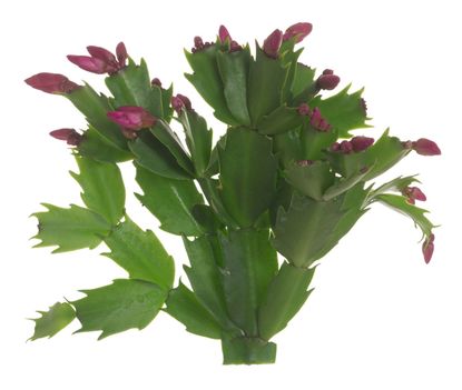 Green Thanksgiving Cactus Plant With Purple Flowering Buds