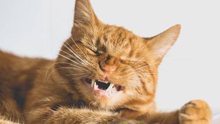 ginger cat opening mouth