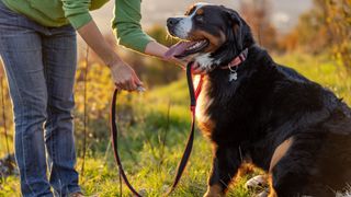 Woman bending down to stroke Bernese Mountain Dog