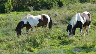 2 spotted saddle horse stallions