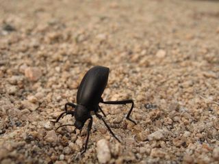 Some desert insects have truly unique defensive behaviors. Such is the case of the pinacate beetle, <em>Eleodes obscurus</em>, shown here. These common darkling beetles are also known as “clown beetles” and “stinkbugs.” The pinacate beetle is often found